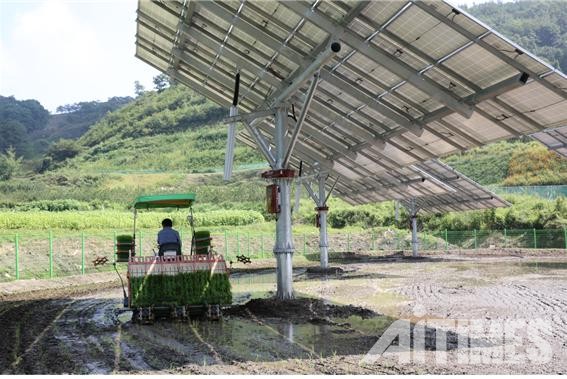 전남 순천에 설치된 AI 태양광트래커에서 농부가 모내기를 하고 있다. (사진=김혜성 기자)