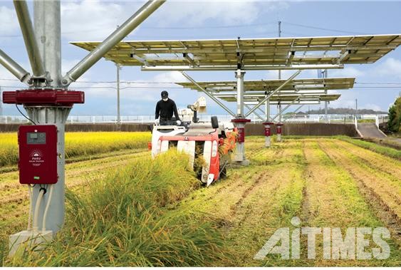 일본 나라현에 설치된 AI 태양광트래커에서 농부가 벼수확을 하고 있다. (사진=AI타임스)