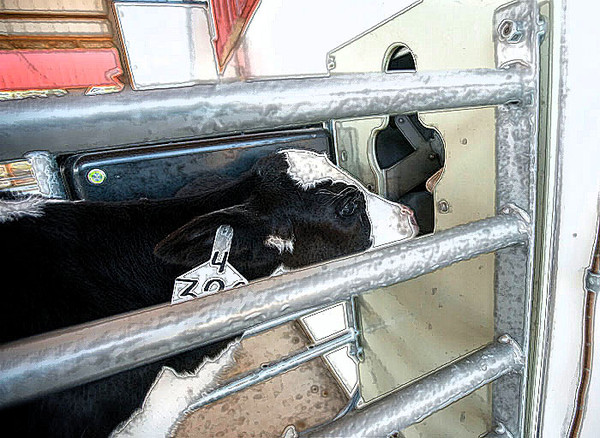 ▲어린 송아지가 로봇 포유기에서 우유를 마시기 위해 접근하고 있다. (사진=피드먼트 연구소)©AI타임스