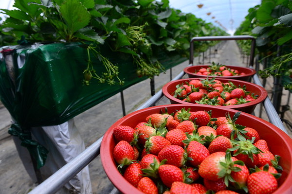 홍성 딸기 농장 전경 (사진출처 = 홍성군)