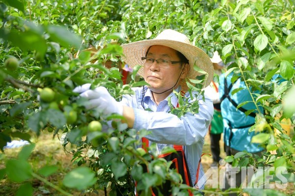 강성채 순천농협 조합장이 직접 농가를 찾아 매실을 수확하고 있다. (출처=순천농협) ©AI타임스