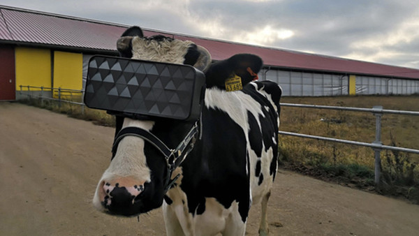 ▲모스크바의 한 농장에서 젖소가 VR고글을 통해 프로그래밍 된 영상을 보고 있다. (사진=모스크바 지방 농업부)©AI타임스