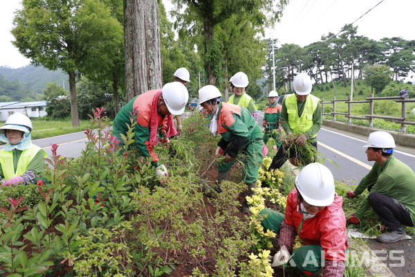 전남 보성군이 오는 17일부터 산림분야 근로자 60명을 선발해 산림 가꾸기 사업을 추진한다. (사진=보성군 제공). ©AI타임스
