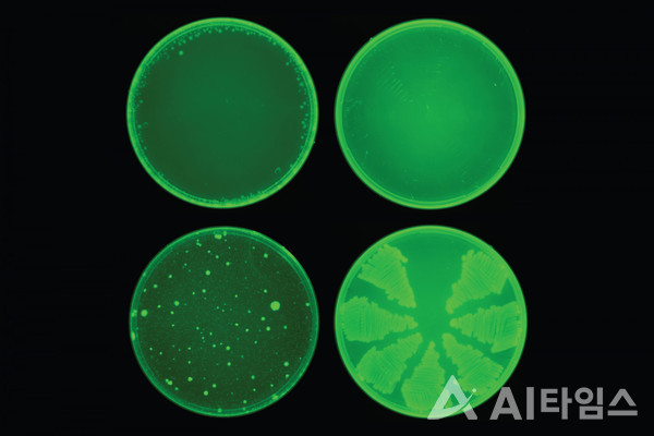 할리신이 어떻게 대장균을 억제하는지 보여주는 이미지. (사진=Collins Lab). ©AI타임스
