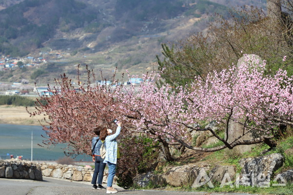 전남 광양시 다압면 매화마을에 봄꽃을 찾아 방문한 상춘객이 스마트폰으로 사진을 찍고 있다.