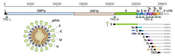 사스코로나바이러스-2의 유전체RNA 및 하위유전체RNA 구성 및 바이러스 입자 구조의 모식도