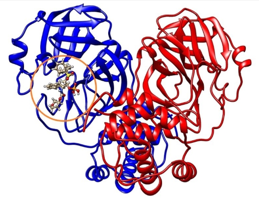 주황색 원 안에 위치한 후보 약물이 파란색과 빨간색으로 새로운 코로나 바이러스의 주요 프로테아제 (Mpro)에 결합하는 방법을 보여주는 이미지