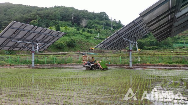 파루의 'AI 태양광 트래커'가 토지 이용을 극대화해 농촌 경제에 활력을 불어 넣을 것으로 기대된다. 사진은 영농형태양광 100kW 부지에 모내기를 하는 모습. (사진=파루 제공).