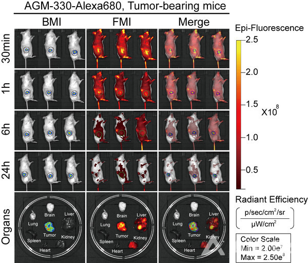 유방암 유도 동물 모델에서 AGM-330-Alexa680 정맥 주사 후 30분, 1시간, 6시간 및 24시간의 in vivo 형광 이미지를 나타낸 것으로 심장, 비장, 폐, 뇌, 간, 신장 및 종양을 포함한 주요 기관의 형광 이미지를 통해 AGM-330의 장기별 축적을 검증. (사진=GIST 제공).