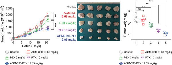 유방암 유도 동물 모델에서 평가된 AGM-330-PTX 처리 효과를 나타낸 결과로 측정된 종양 부피를 도식화. 약물 투여 종료 후 종양을 마우스에서 분리해 그룹별로 크기를 비교하고 종양 중량을 평가. (사진=GIST 제공).