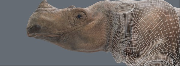 수마트라 코뿔소를 3D 카메라로 촬영한 후 보정작업 중인 사진. (사진=Corey Jaskolski).