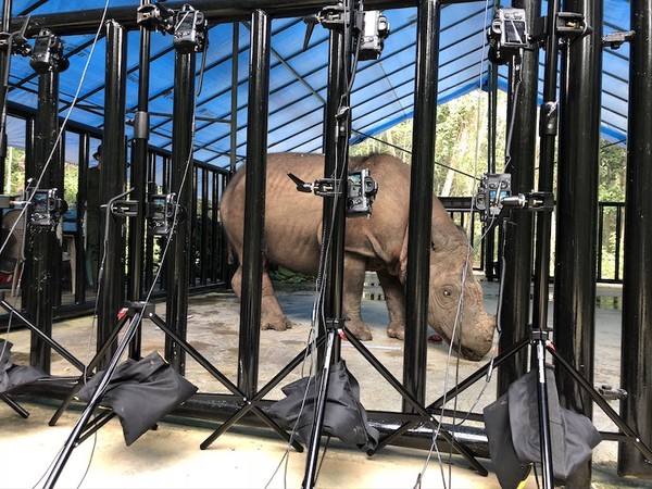 수마트라 코뿔소를 유인해 펜스를 치고 24대 3D 카메라를 사용해 다양한 각도에서 촬영하는 모습. (사진=Corey Jaskolski).