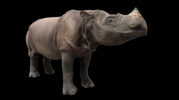 수마트라 코뿔소 3D 디지털 카피. (사진=Omar Kamel).