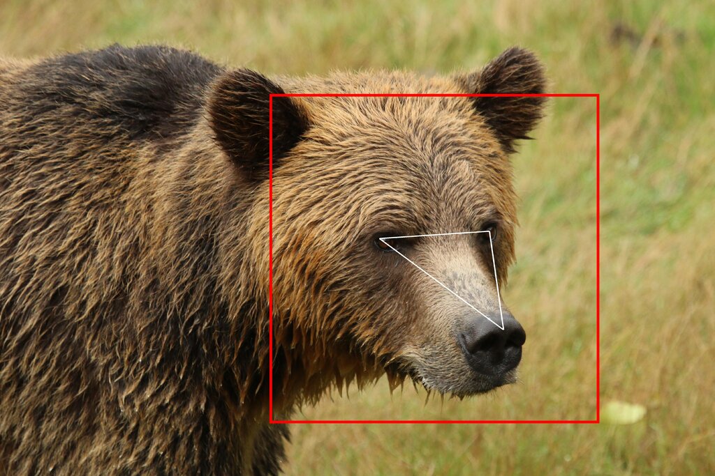 사람이 아닌 곰의 얼굴을 인식하는 '곰 특화' 안면인식 기술이 등장했다. (사진=Melanie Clapham).