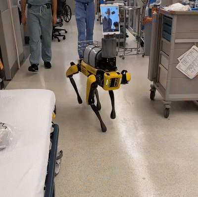미국 로봇공학기업인 ‘보스턴 다이내믹스(Boston Dynamics)’의 ‘스폿’ 로봇이 코로나19 방역에 투입돼 부족한 의료진을 대신해 활약을 펼치고 있다. (사진=MIT).