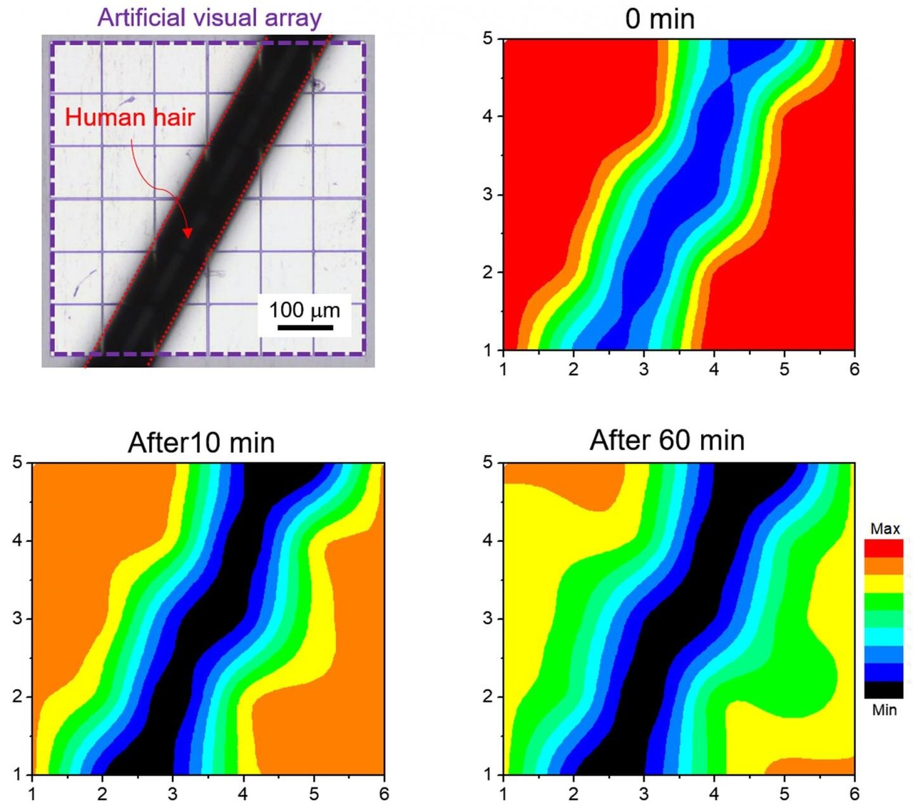 연구원들은 인공 시각 시스템을 테스트하기 위한 실험을 수행했다. 왼쪽 상단의 그림은 빛을 모형으로 만드는 데 사람의 머리카락이 사용됐음을 보여준다. 나머지 세 그림은 서로 다른 보존 시간 이후의 인공 시각 시스템의 이미징과 암기 동작이다. (이미지=사이언스 어드밴시즈)