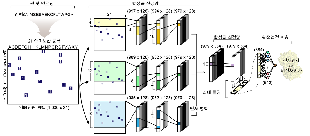 전사인자 예측을 위한 심층학습모델의 네트워크 구조 (사진 제공; KAIST)