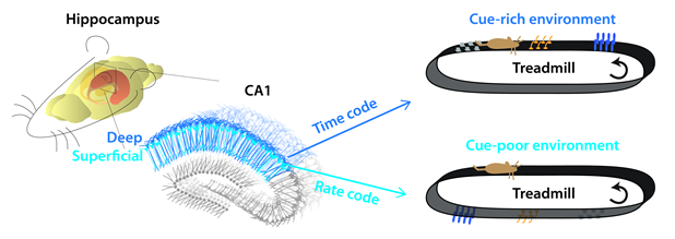 해마 영역 세포 CA1의 빈도 및 위상 코드 사용 여부를 확인하기 위한 트레드밀 실험