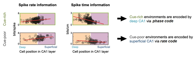 트레드밀 실험 중 세포 활동 기록. 물체가 풍부한 환경은 위상 코드를 통해 깊은 층의 CA1 세포 집단에 의해 부호화되고, 비어 있는 환경은 빈도 코드를 통해 표피 상의 CA1 세포 집단에 의해 부호화되는 경향이 나타난다.