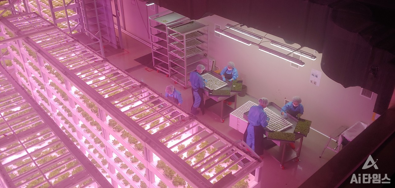 팜에이트(주) 식물공장. (사진=광주 광산구 제공).