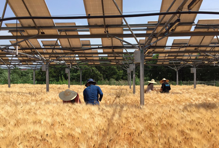 영남대학교 영농형 태양광 연구팀은 지난해 영농형 태양광 발전단지에서 농작물 첫 수확에 성공했다. 사진은 영남대 영농형태양광 단지에서 생산된 보리 알곡을 연구원들이 측정하고 있는 모습.