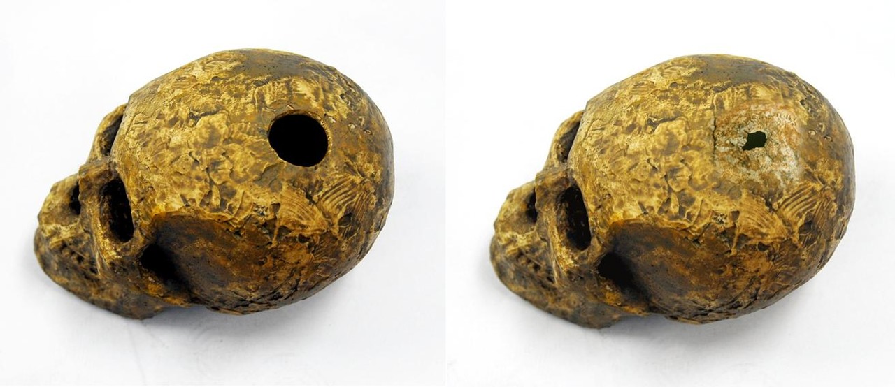 충남 부여에 위치한 능안골 고분 53호에서 발굴된 백제 여성 두개골. (사진=박진호 제공).