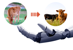 '엣지팜 카우'는 소들의 번식부터 출하까지 AI 연계 전산이력관리 시스템으로 체계적인 관리가 가능하다.