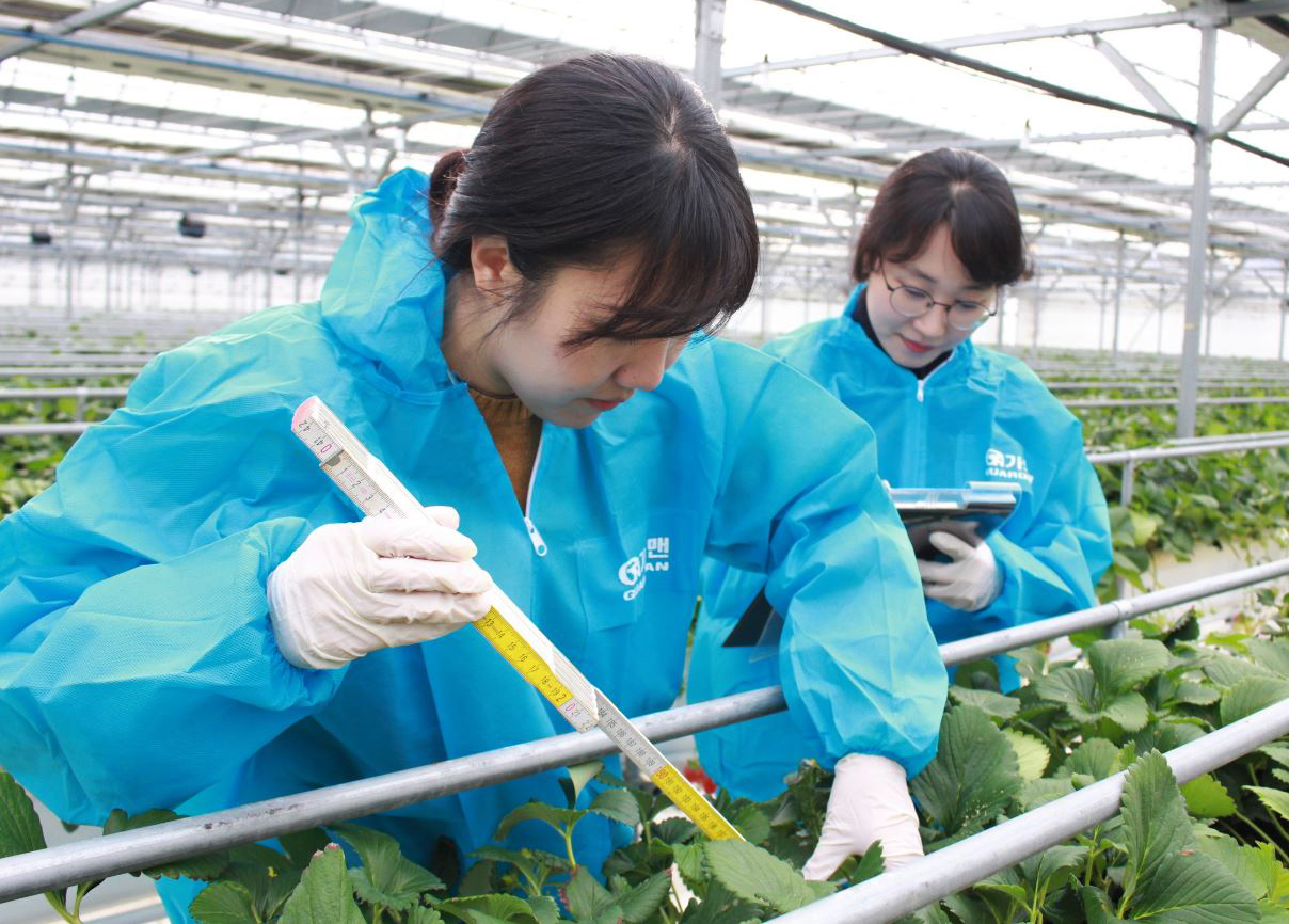 광주광역시 광산구는 스마트팜 부지 제공과 운영 지원을, (재)장애인기업종합지원센터는 사업 및 지원 프로그램을 제공한다. 센터에서는 현재 10여 팀의 가족을 선정해 교육을 진행 중이다.  사진은 스마트 팜 농장 내부에서 빅데이터 수집을 하고 있는 모습. 기사와는 무관함. (사진=전남농업기술원 제공).