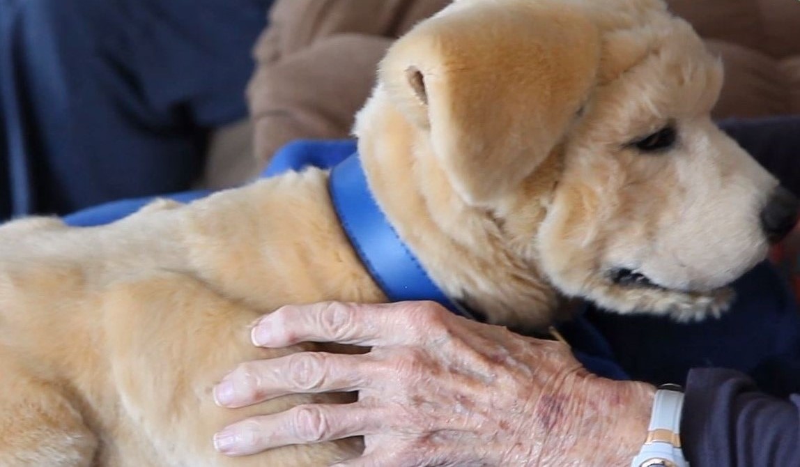 마치 살아있는  골든 리트리버 강아지 같은 반려 동물 로봇 '제니' (사진=Tombot 홈페이지)