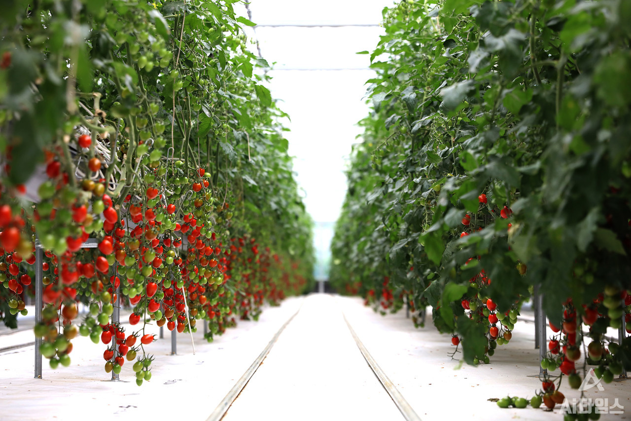 전남대학교 SMART영농창업특성화사업단이 최근 학내 농업실습부지에서 ‘인큐베이션 팜’을 개장했다. 인큐베이션 팜의 방울 토마토 사진. (사진=한태호 SMART영농창업특성화사업단장 제공). 