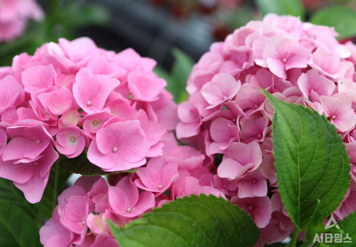 인큐베이션 팜의 수국 사진. (사진=전남대학교 제공).