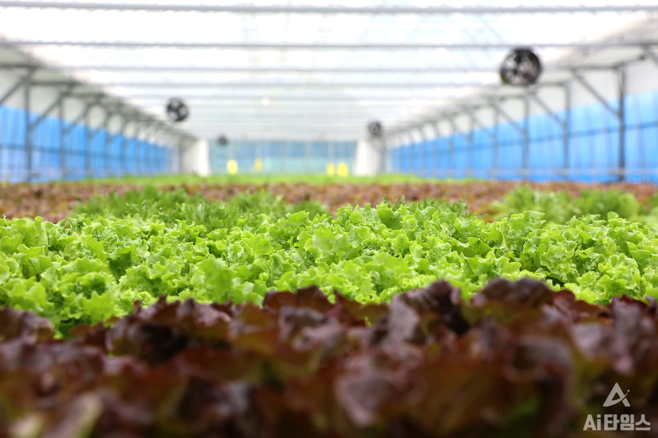 인큐베이션 팜의 엽채류 사진. (사진=한태호 SMART영농창업특성화사업단장 제공). 