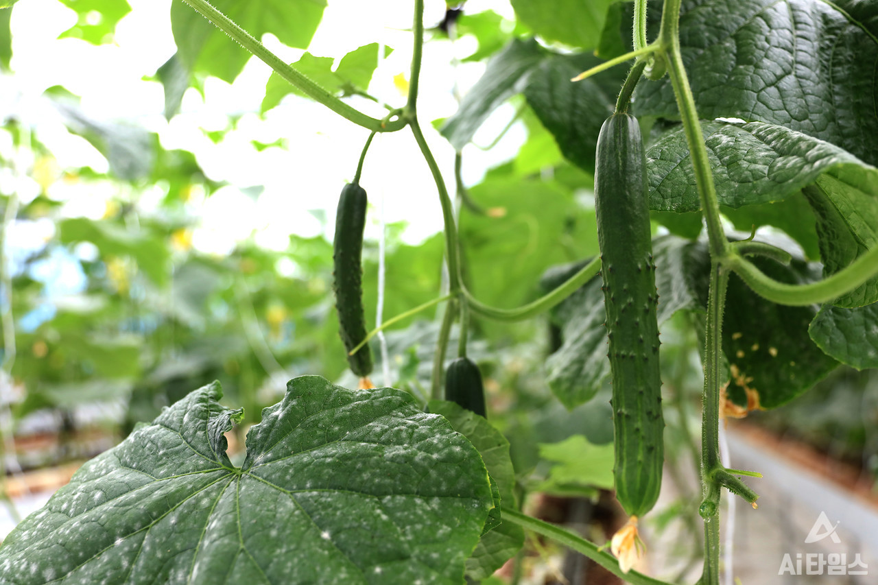 인큐베이션 팜의 오이 사진. (사진=한태호 SMART영농창업특성화사업단장 제공).