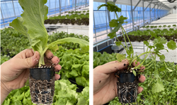 (사진=한태호 SMART영농창업특성화사업단장 제공).