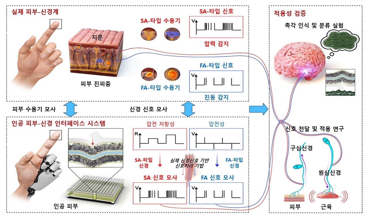 인공 피부-신경 인터페이스 시스템 개요(사진=KAIST)