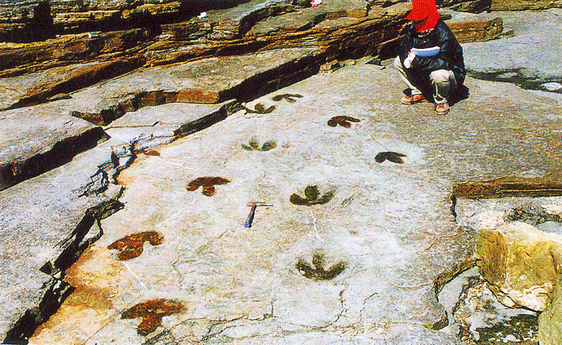 사도 공룡 발자국 보(步)행렬. (사진=문화재청 국가문화유산포털).