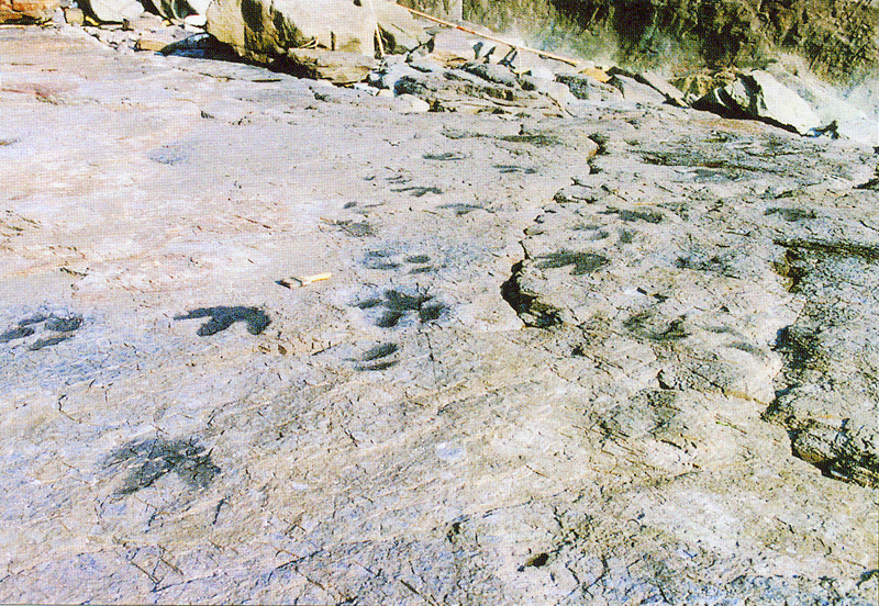 낭도 공룡 발자국 보(步)행렬. (사진=문화재청 국가문화유산포털).