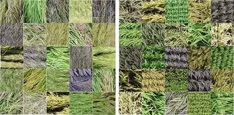 왼쪽은 벼 쓰러짐(도복), 오른쪽은 정상 상태를 보여줌. 벼 쓰러짐 피해 면적산정을 위한 학습 이미지(데이터 셋) (사진=농촌진흥청)