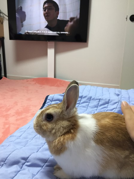 기자와 이프랜드로 영화 관람 중인 반려토끼 모습(사진=박성은 기자)