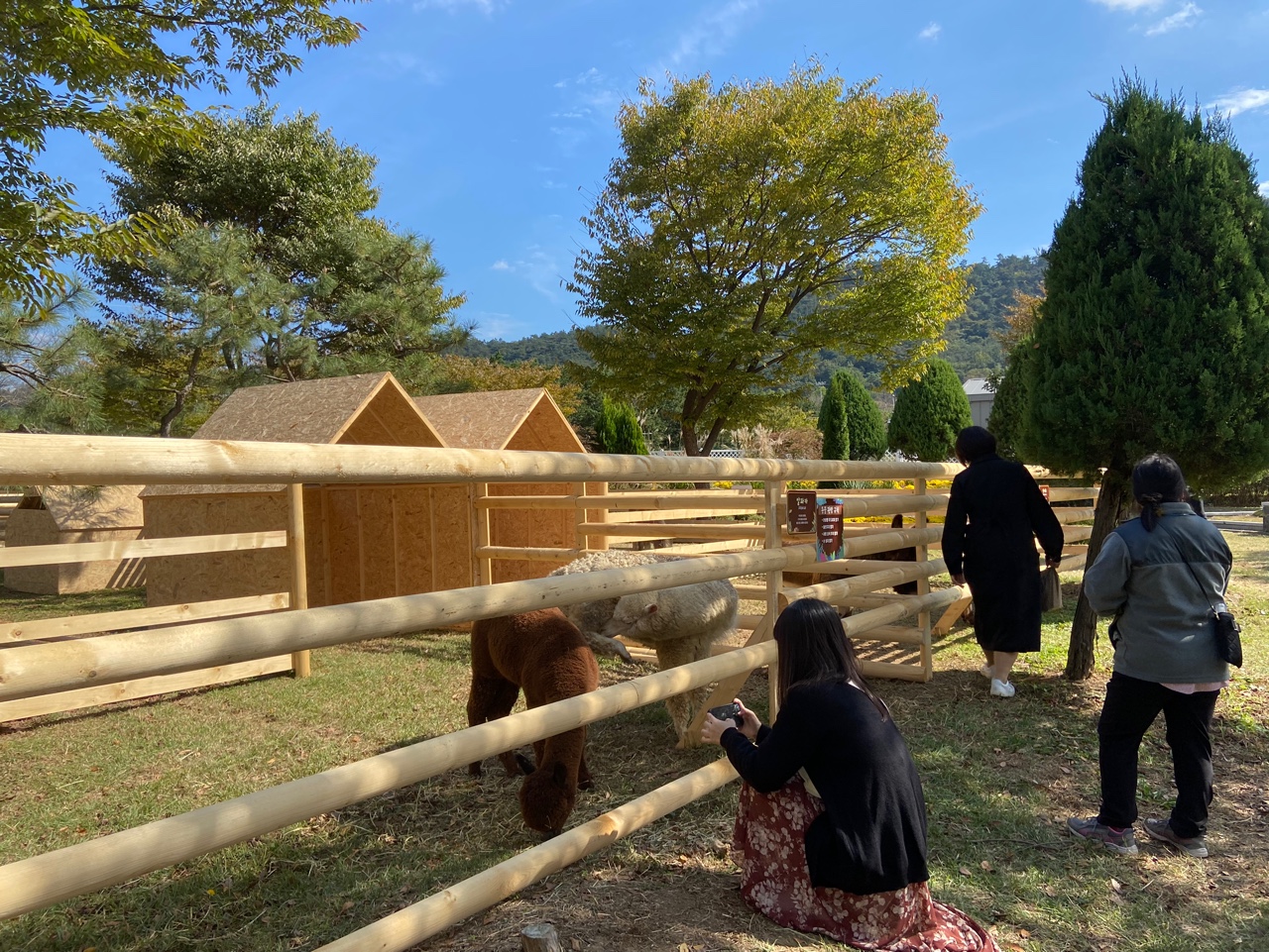 알파카는 치유동물농장에서 단연 큰 인기를 얻었다. (사진=박혜섭 기자). 