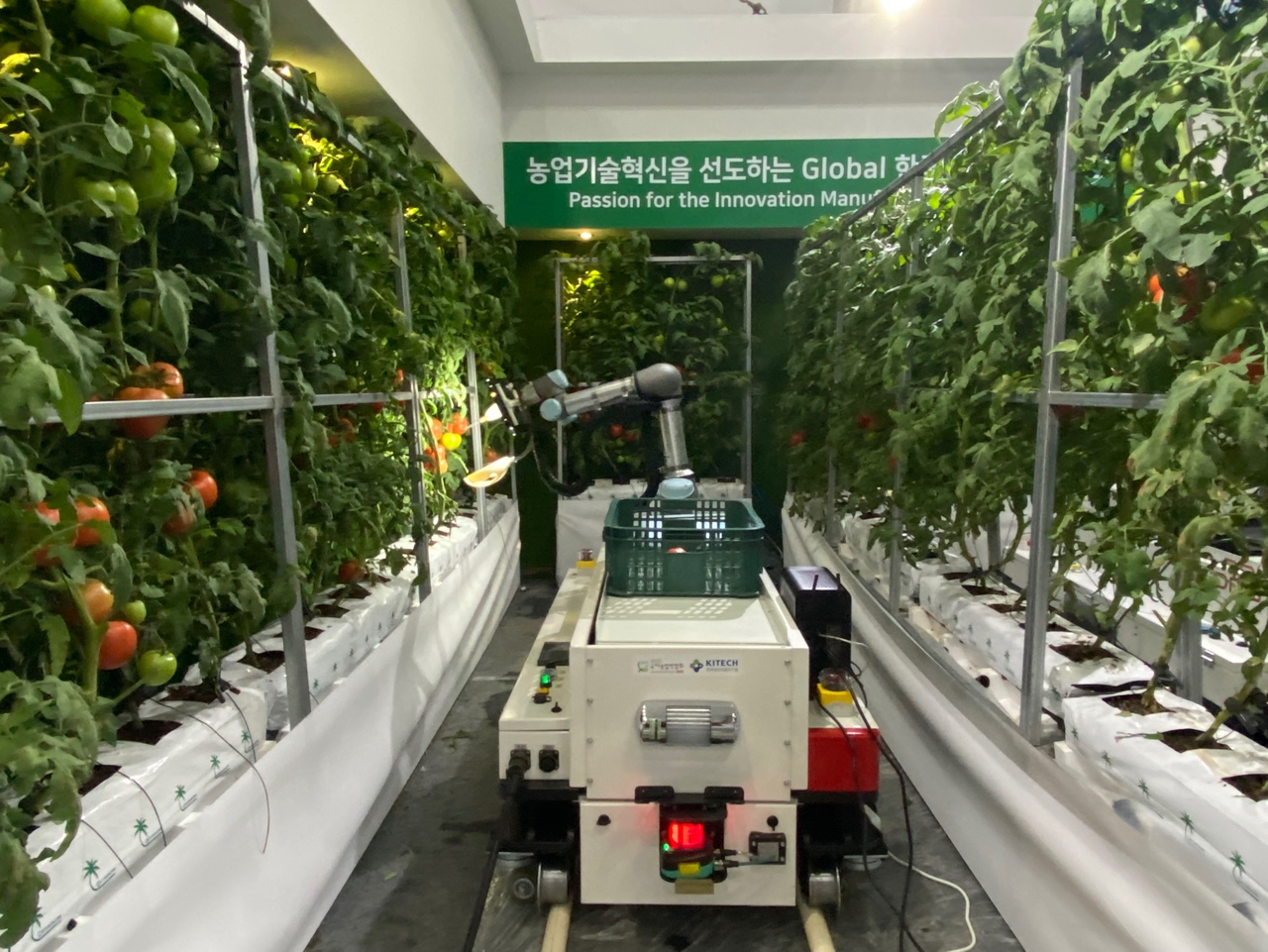 한국생산기술연구원에서 선보인 스마트 토마토팜. 사람이 아닌 로봇이 잘 익은 토마토를 수확한다. (사진=박혜섭 기자). 