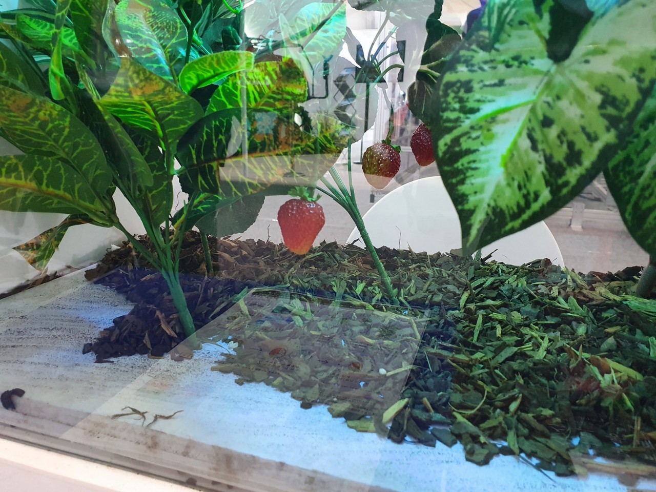 파나소닉의 자외선(UV-B)램프가 농작물에 빛을 쬐어주고 있다. (사진=나호정 기자).