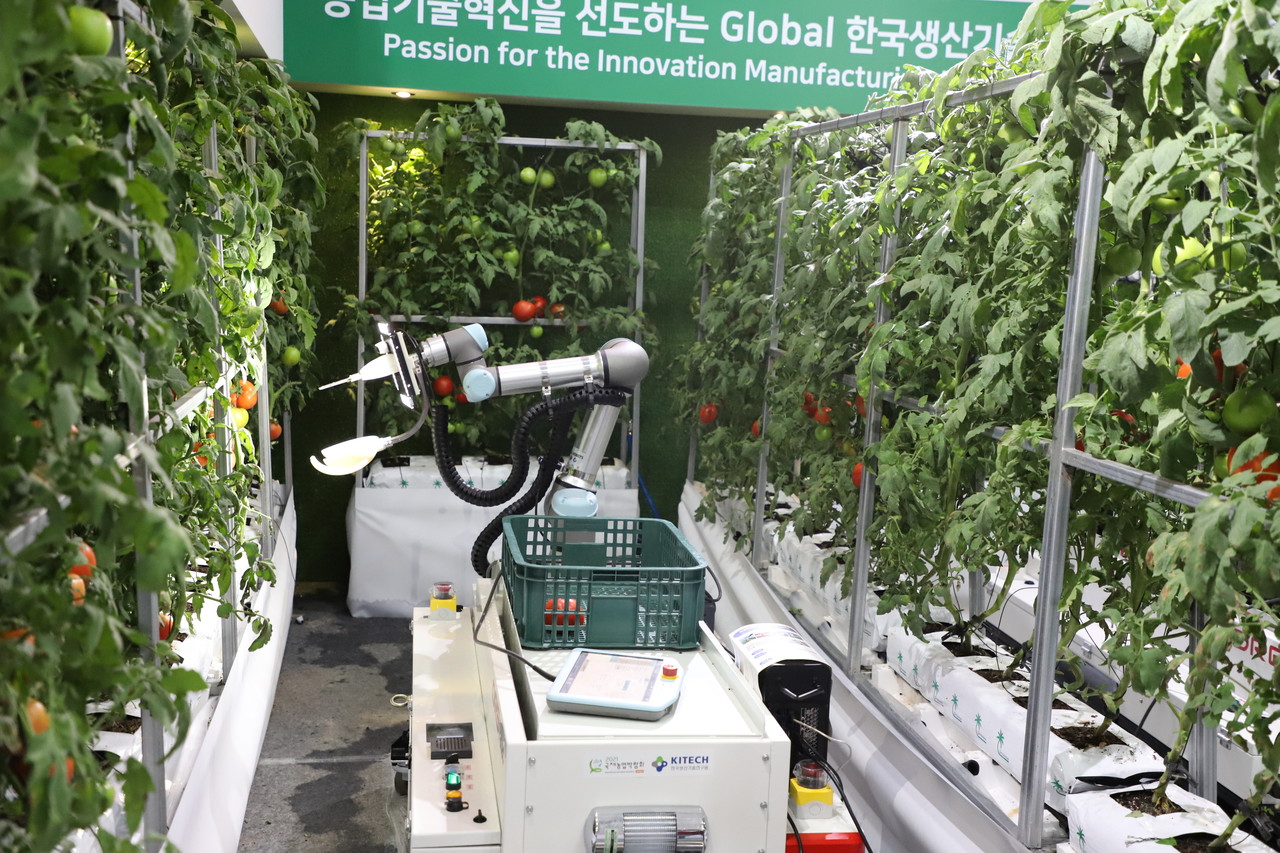 스마트농업 1관에서 수확 로봇이 토마토를 수확하고 있다. (사진=나호정 기자).