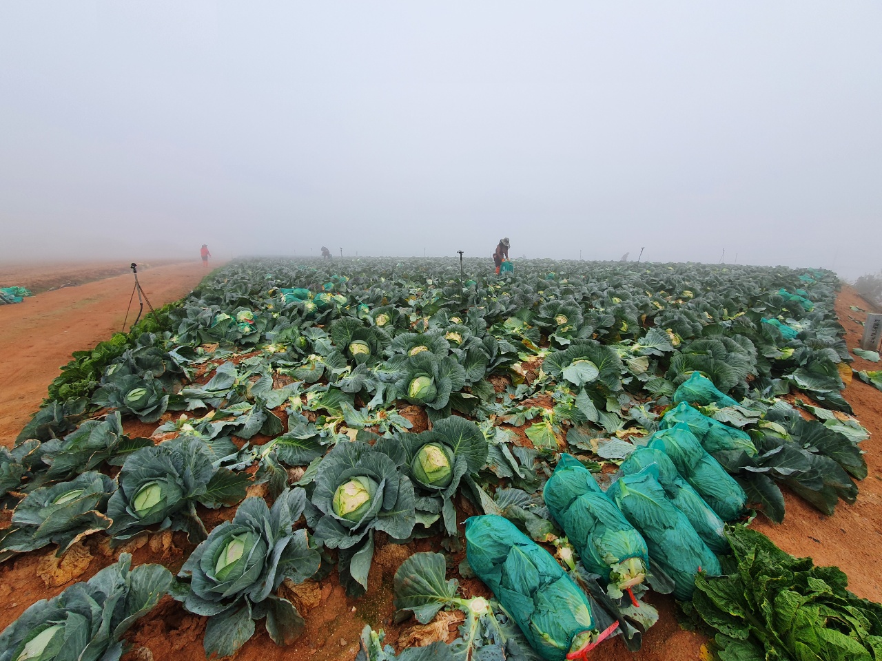 양배추밭에서 외국인 근로자들이 출하작업을 하고 있다. (사진=나호정 기자).