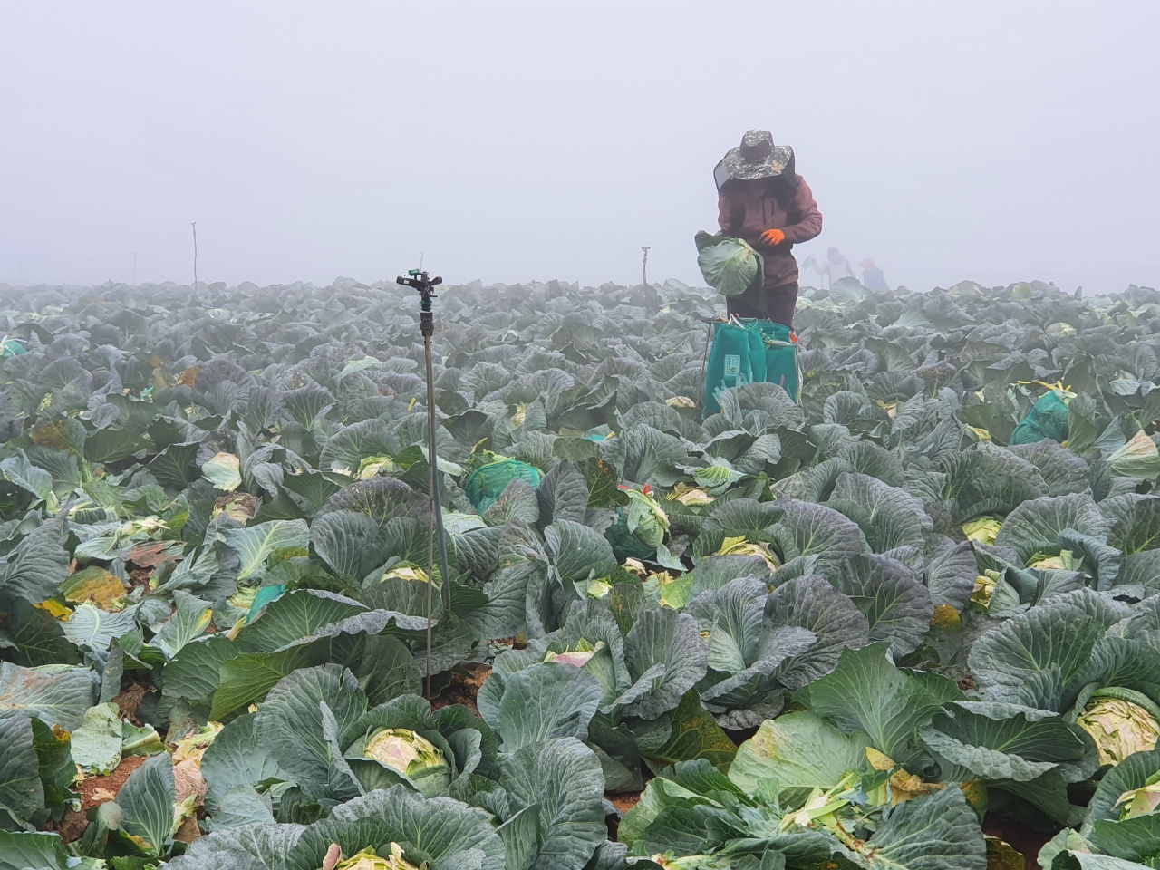 양배추밭에서 외국인 근로자들이 출하작업을 하고 있다. (사진=나호정 기자).