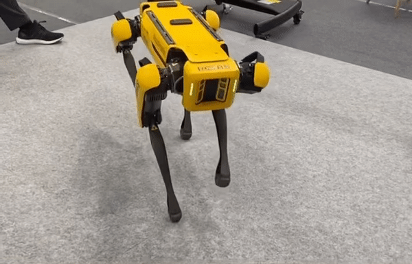 보스턴 다이내믹스 4족 보행 로봇 '스폿(Spot)', 최근 현대자동차가 인수했다. (영상=김미정 기자)