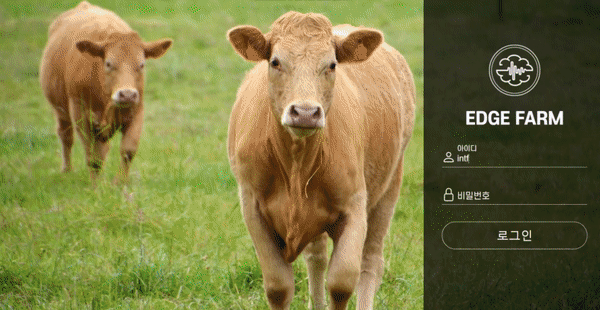 AI 축산 개체관리 플랫폼을 선보인 인트플로우는 NASA 등 지원을 받은 미국 시스템반도체 분야 유망 스타트업인 아나플래시(Anaflas), 세미브레인과 공동연구개발(R&D)을 위한 컨소시엄을 구축했다. 사진은 인트플로우 AI 축산 개체관리 플랫폼 구동 모습. (사진=인트플로우).