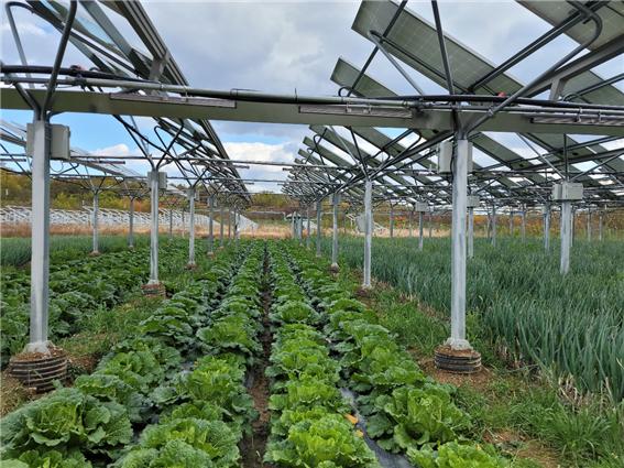 영남대학교 MW 실증단지에서 대파와 배추를 재배하고 있는 모습. (사진=모든솔라 제공).