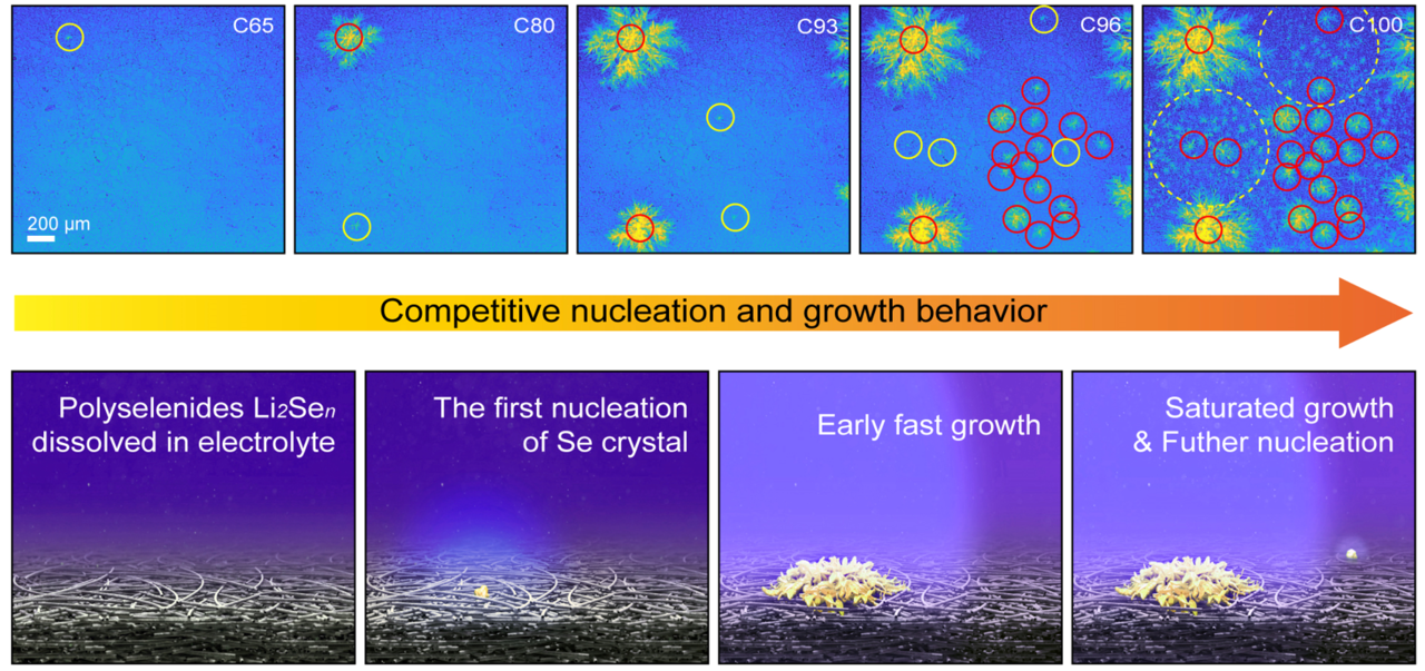 충전·방전 시 액상의 폴리셀레나이드에서 전착되는 셀레늄과 리튬 셀레나이드를 핵 형성(Nucleation)에서 성장(Growth)에 이르기까지 실시간으로 모니터링한 과정. (사진=고려대)
