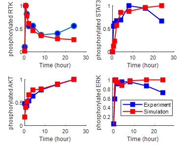실제 실험 데이터(파란색 그래프)과 학습된 모델의 시뮬레이션 결과(빨간색 그래프) 비교한 그래프. 시뮬레이션 결과와 실험 데이터의 차이를 기준으로 모델이 얼마나 잘 학습됐는지 판단 할 수 있다. 그림은 생체 반응을 나타내는 4개의 단백질 활성을 시뮬레이션한 결과이다. (사진=볼츠만바이오 제공). 